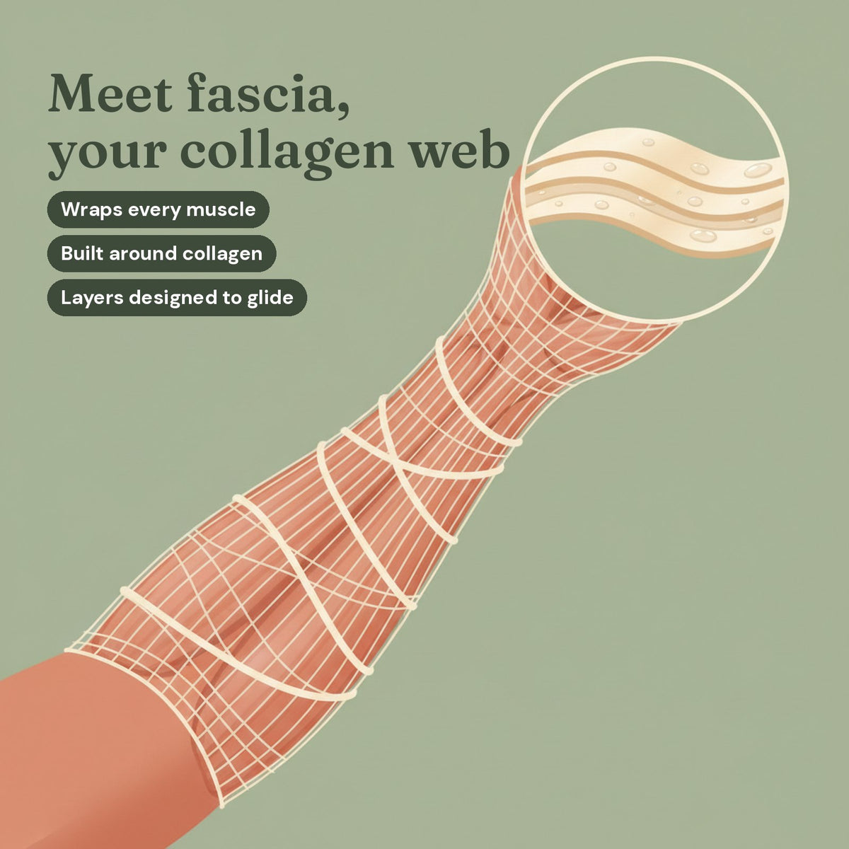 Meet fascia, your collagen web